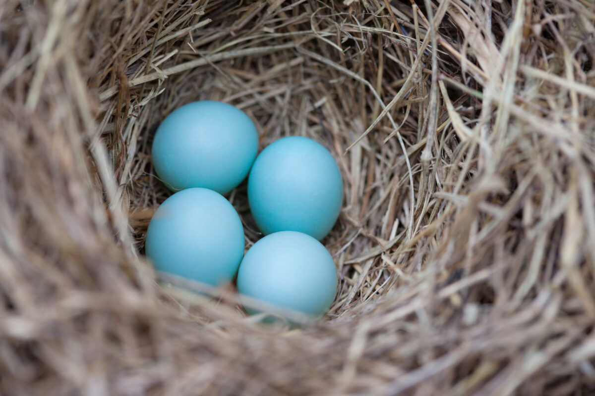 how to attract bluebirds