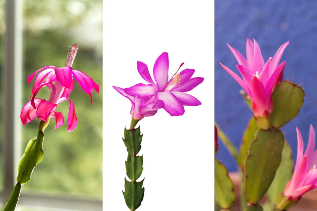 christmas cactus vs thanksgiving cactus