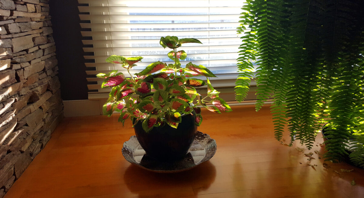 coleus care