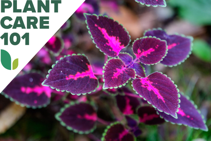 coleus plant care 101 - how to grow coleus