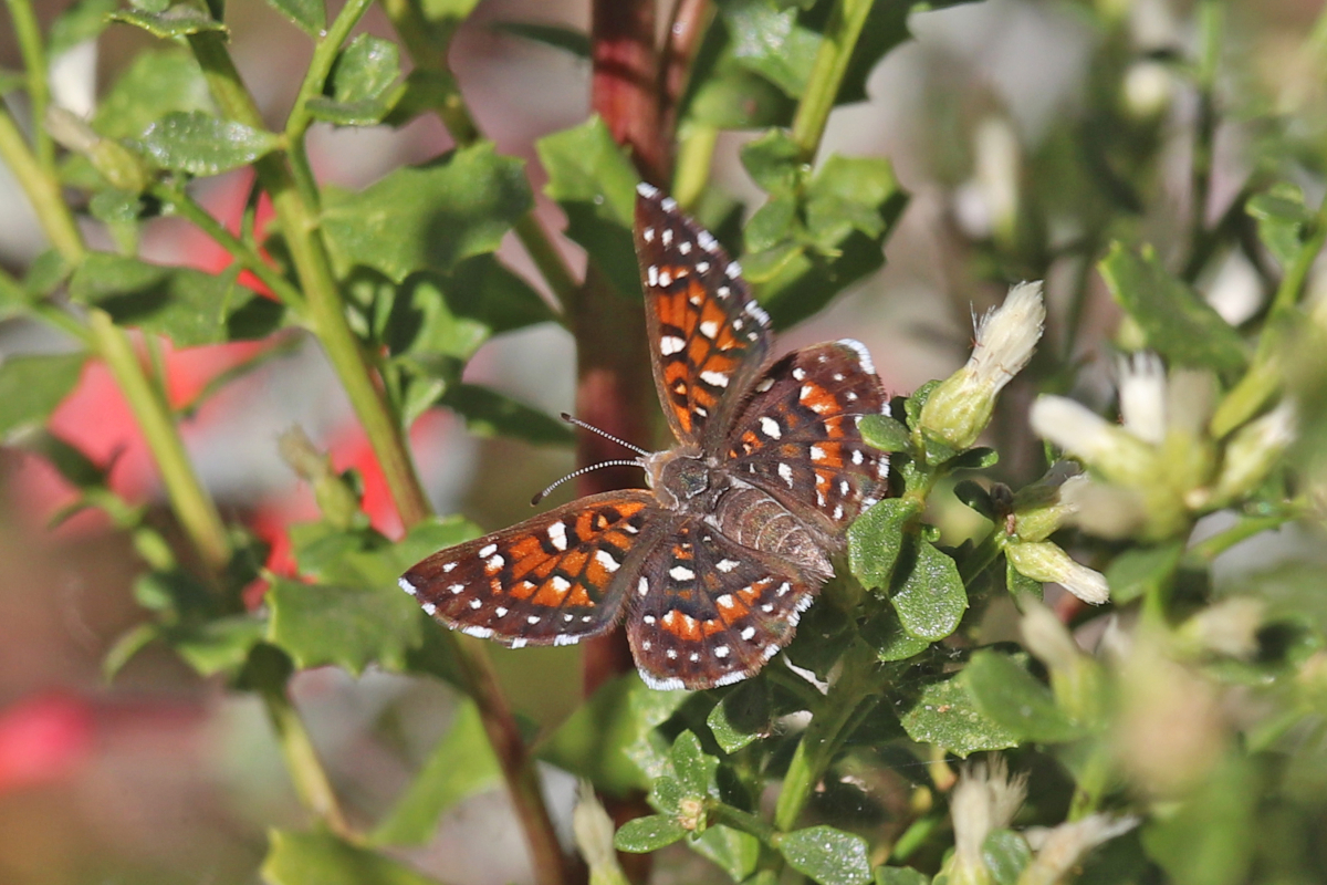 types of butterflies