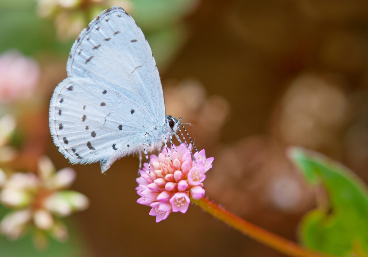 types of butterflies