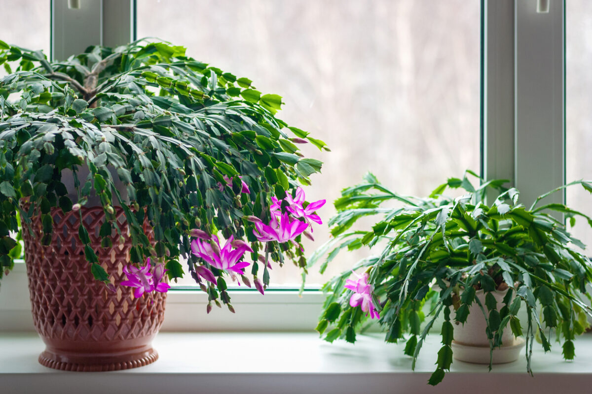 christmas cactus vs thanksgiving cactus