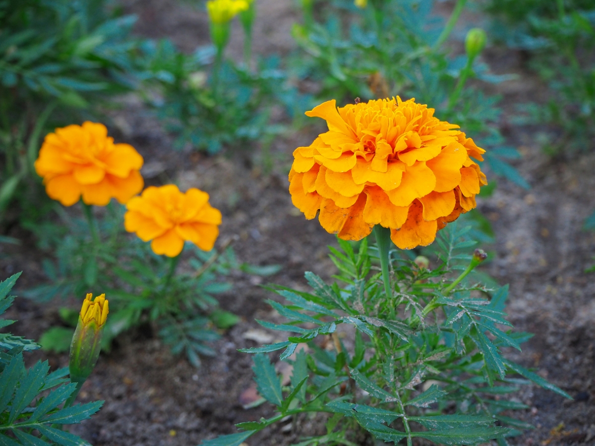 snake repellent plants marigold