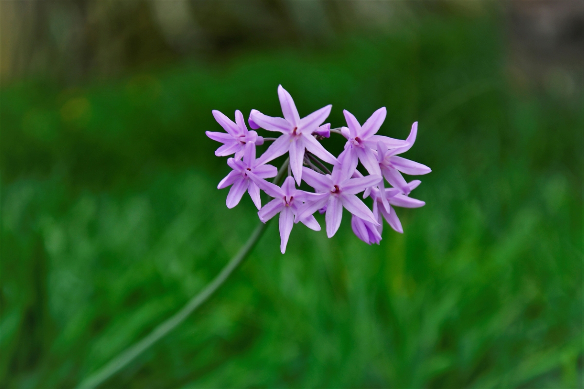 snake repellent plants society garlic