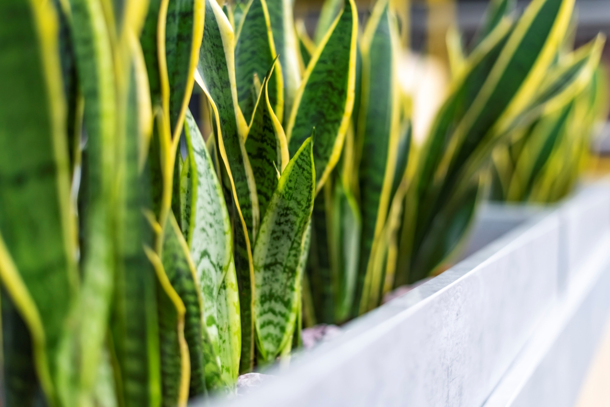 snake repellent plants snake plant