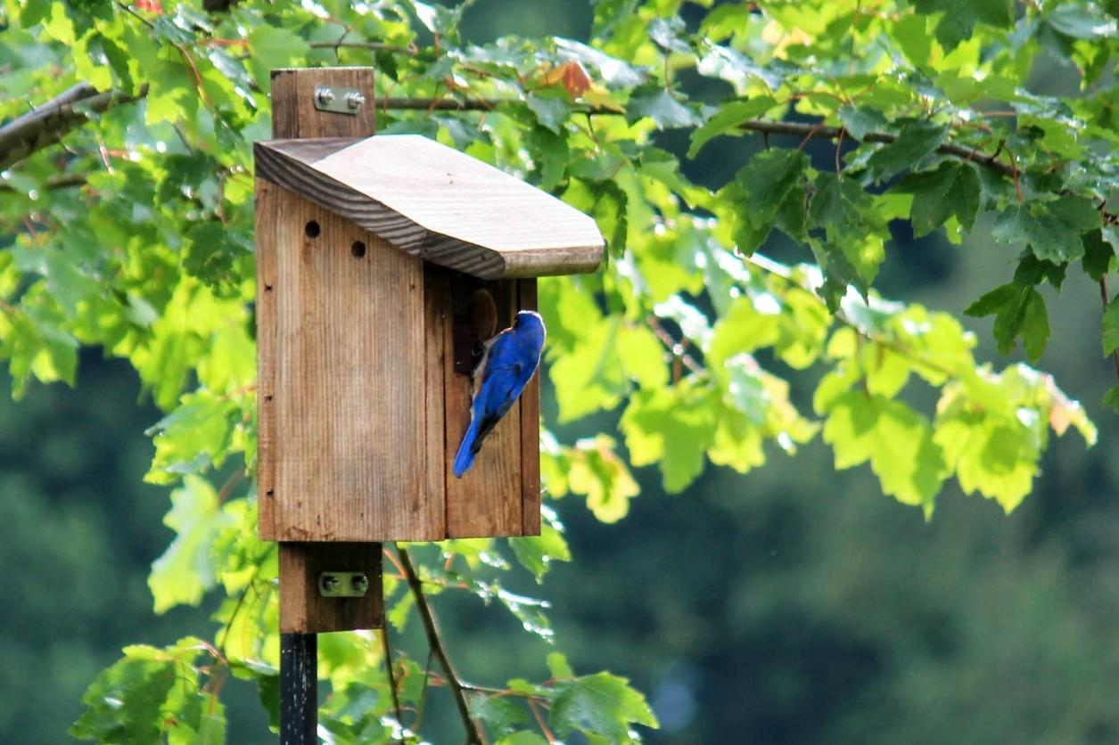 how to attract bluebirds