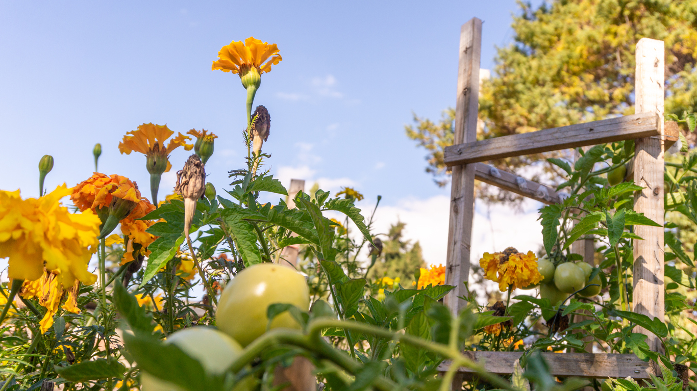 permaculture