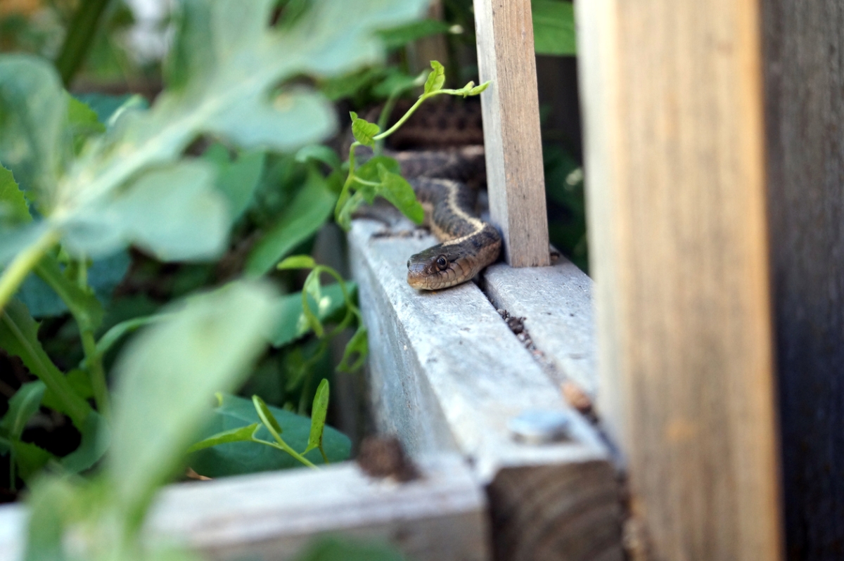 snake repellent plants garden snake