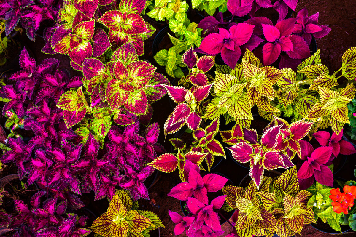 coleus care