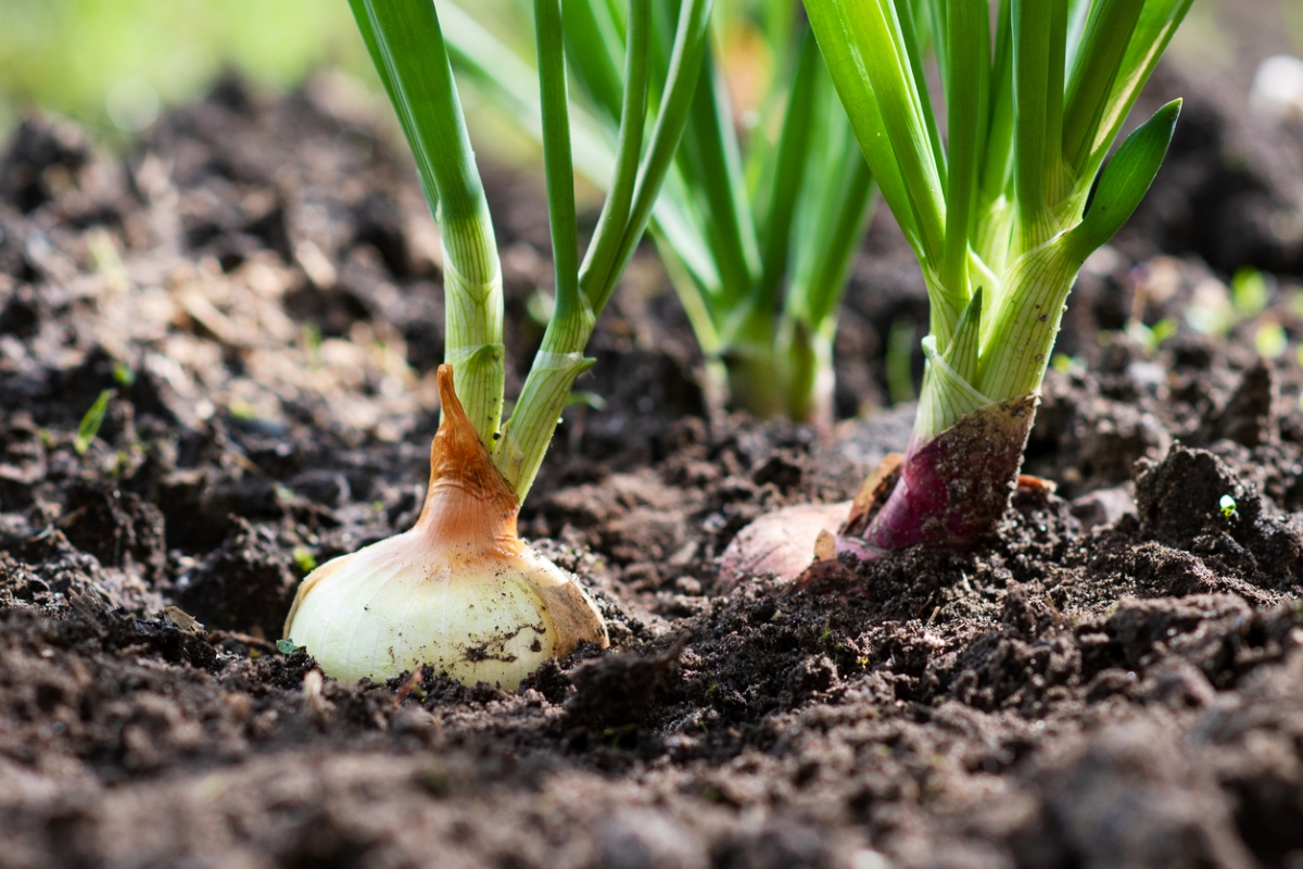 snake repellent plants onion