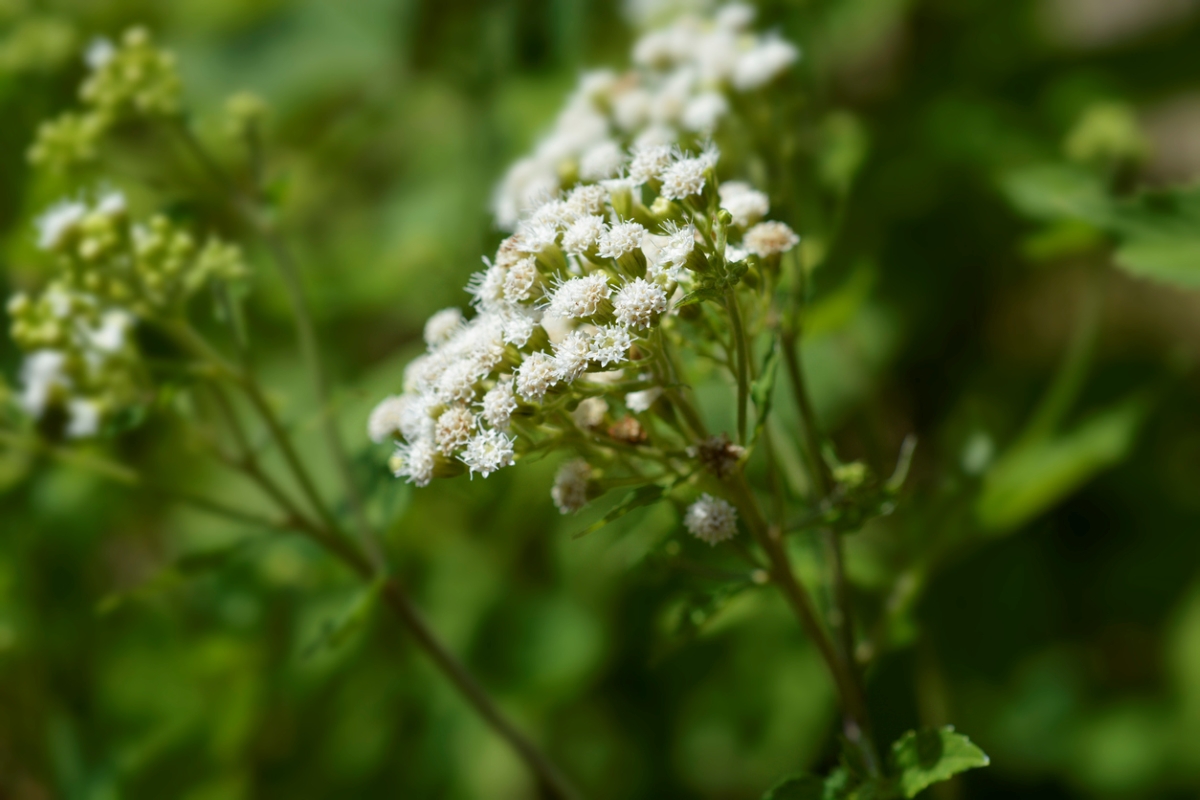 snake repellent plants white snakeroot