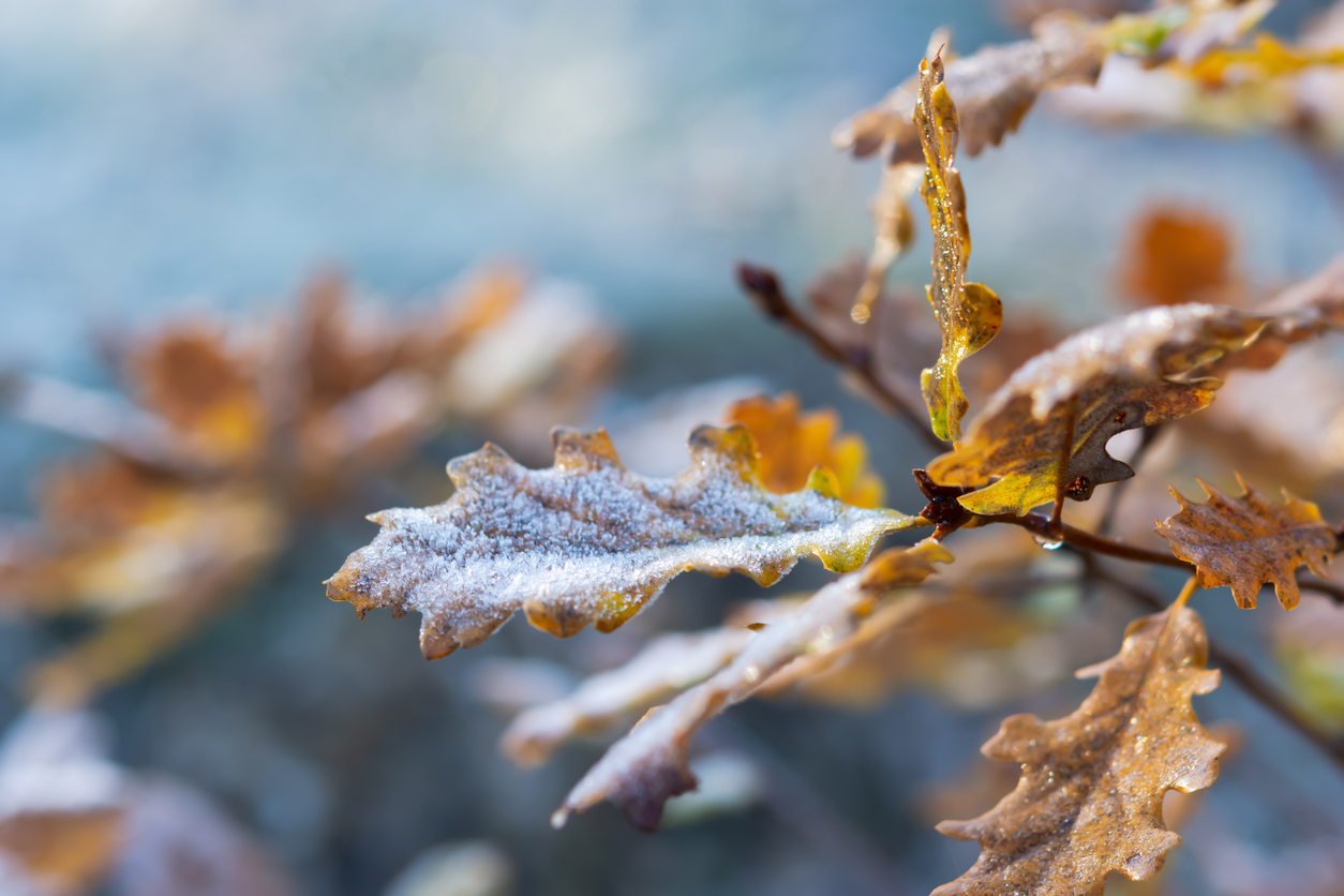 fall foliage