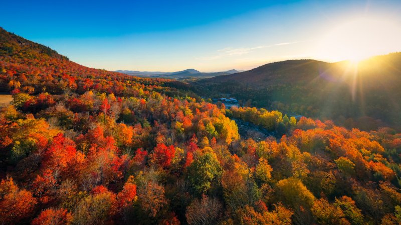 fall foliage