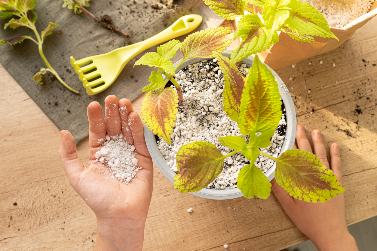 coleus care