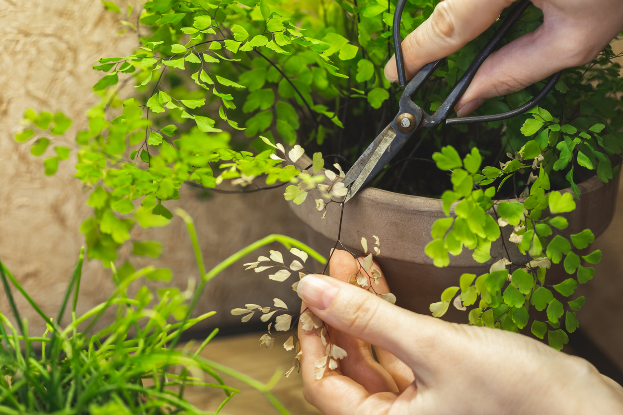 maidenhair fern care