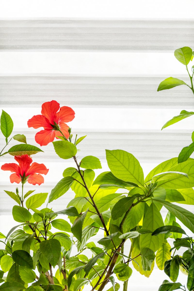 Geraniums indoors in a window.