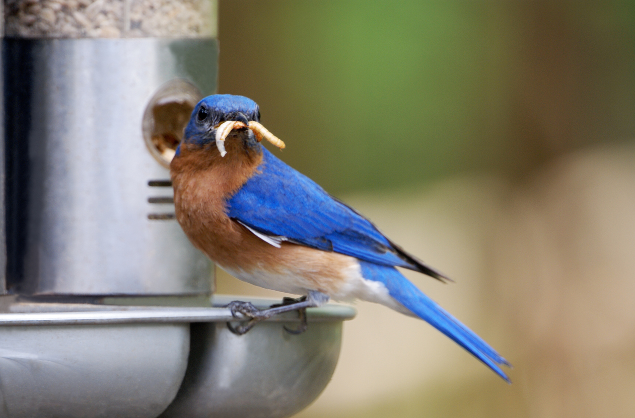 how to attract bluebirds