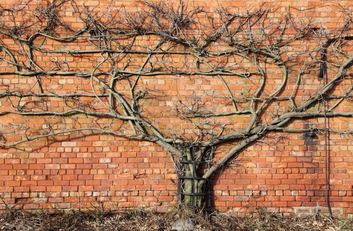 how to grow wisteria