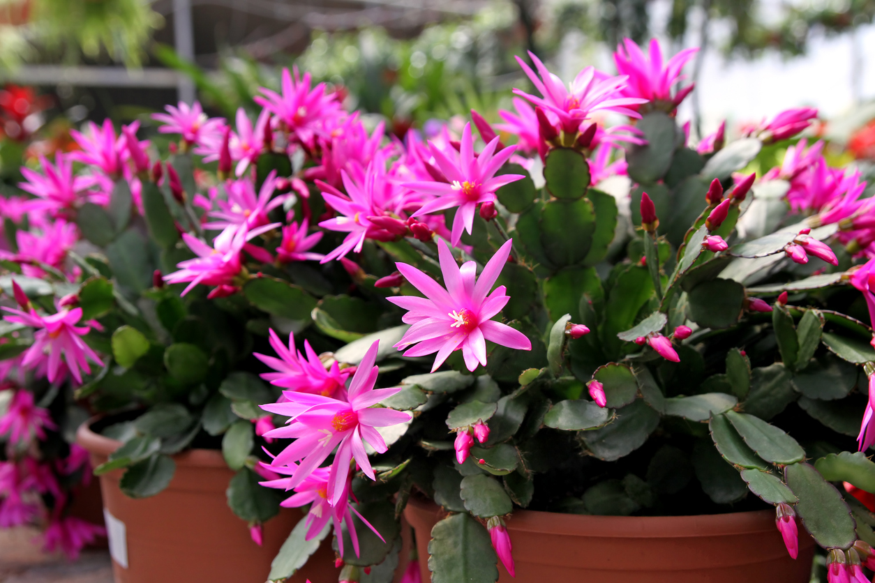 christmas cactus vs. thanksgiving cactus