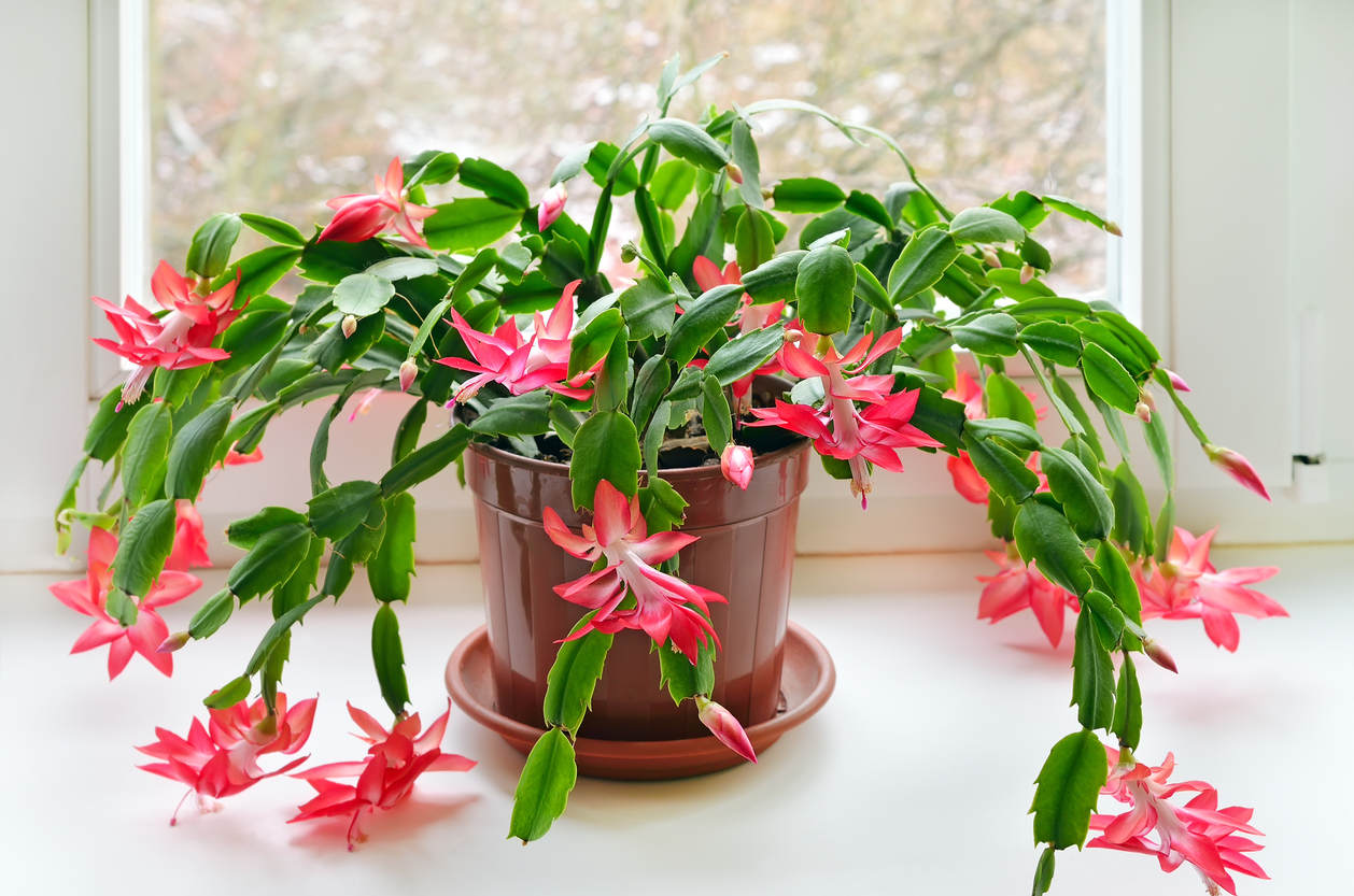 christmas cactus vs. thanksgiving cactus