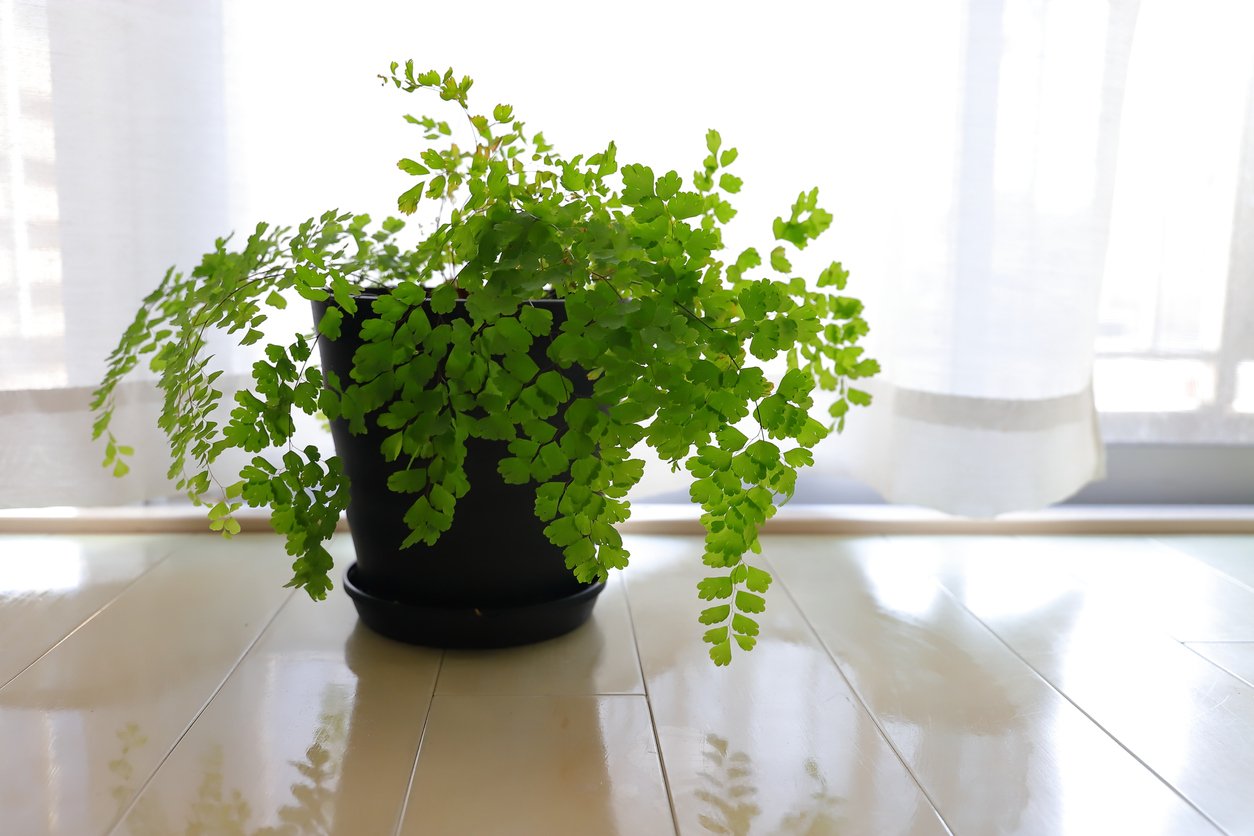 maidenhair fern care