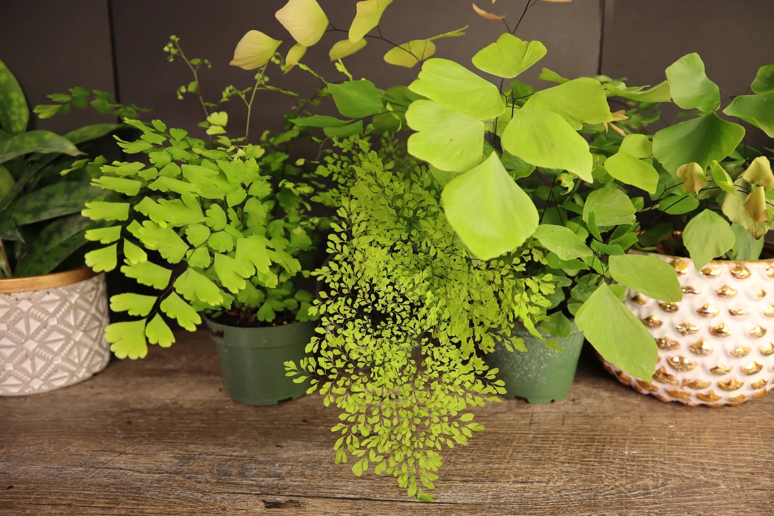 maidenhair fern care