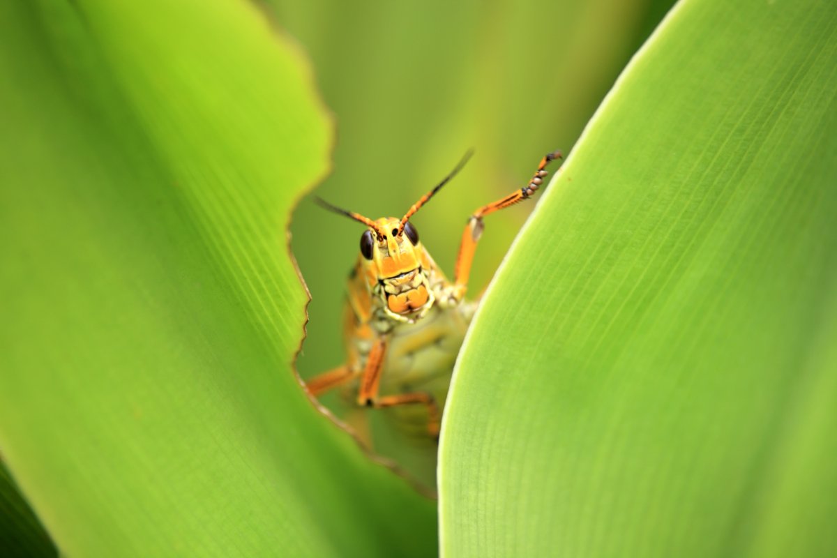 Eastern lubber grasshopper on a damaged garden plant