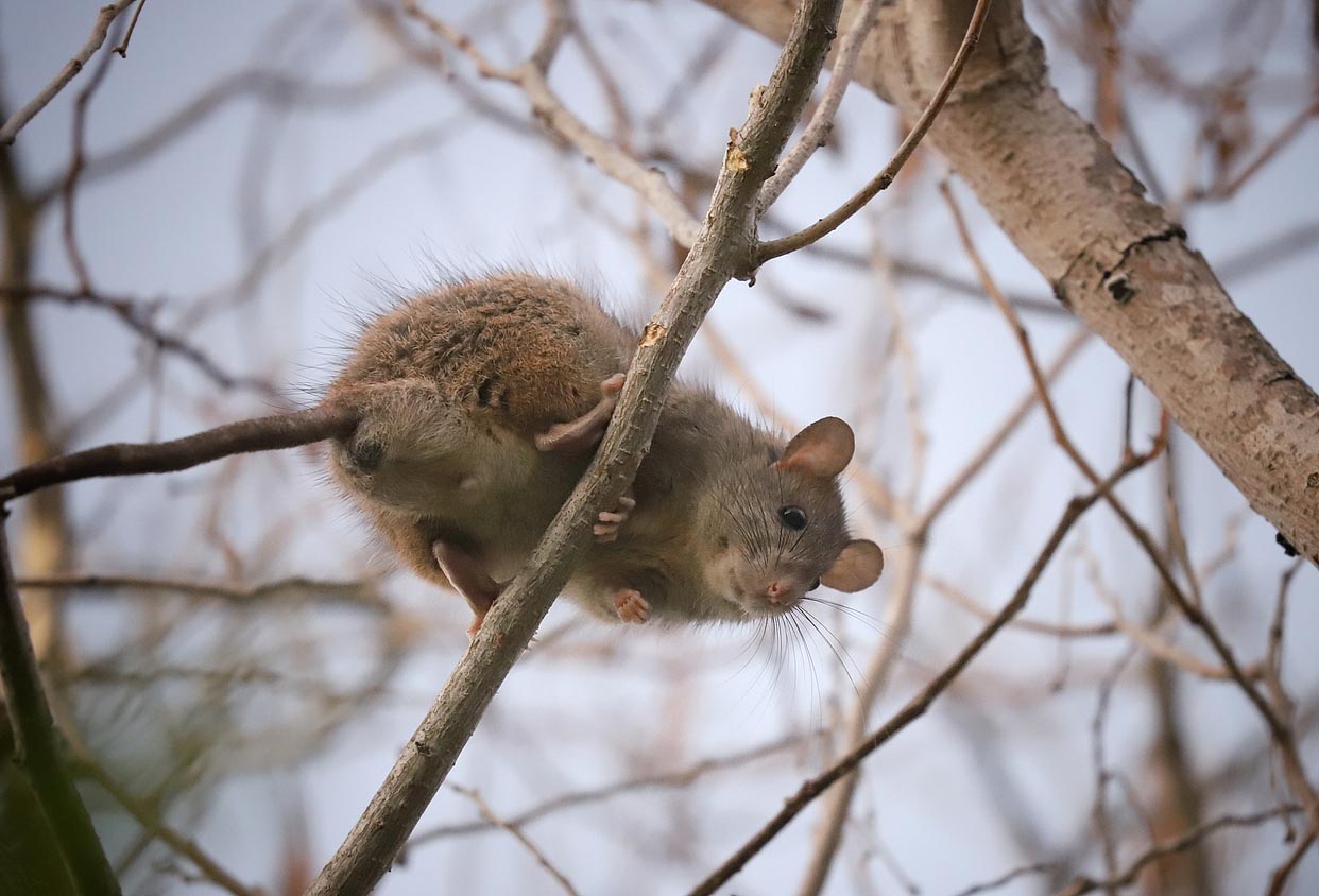 How to Get Rid of Roof Rats