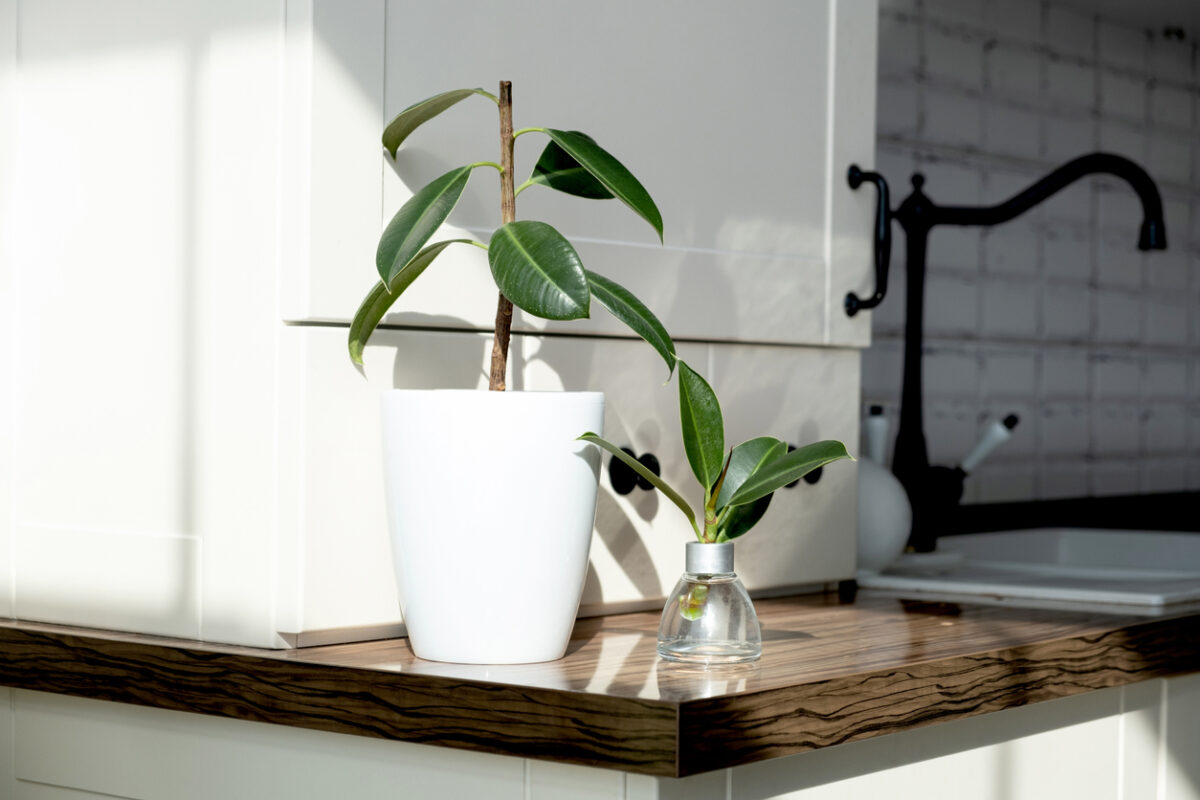 Plant propagation ficus cutting