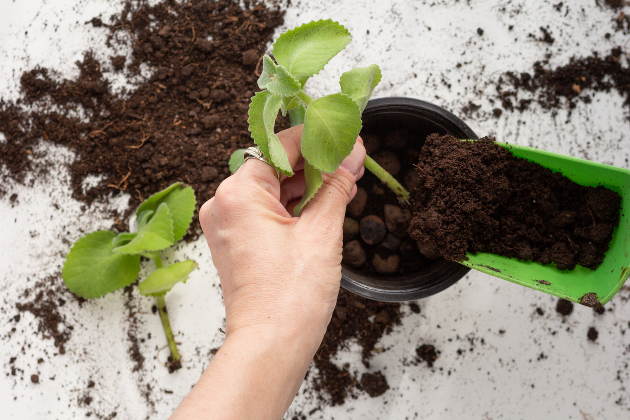 Plant propagation mint cuttings