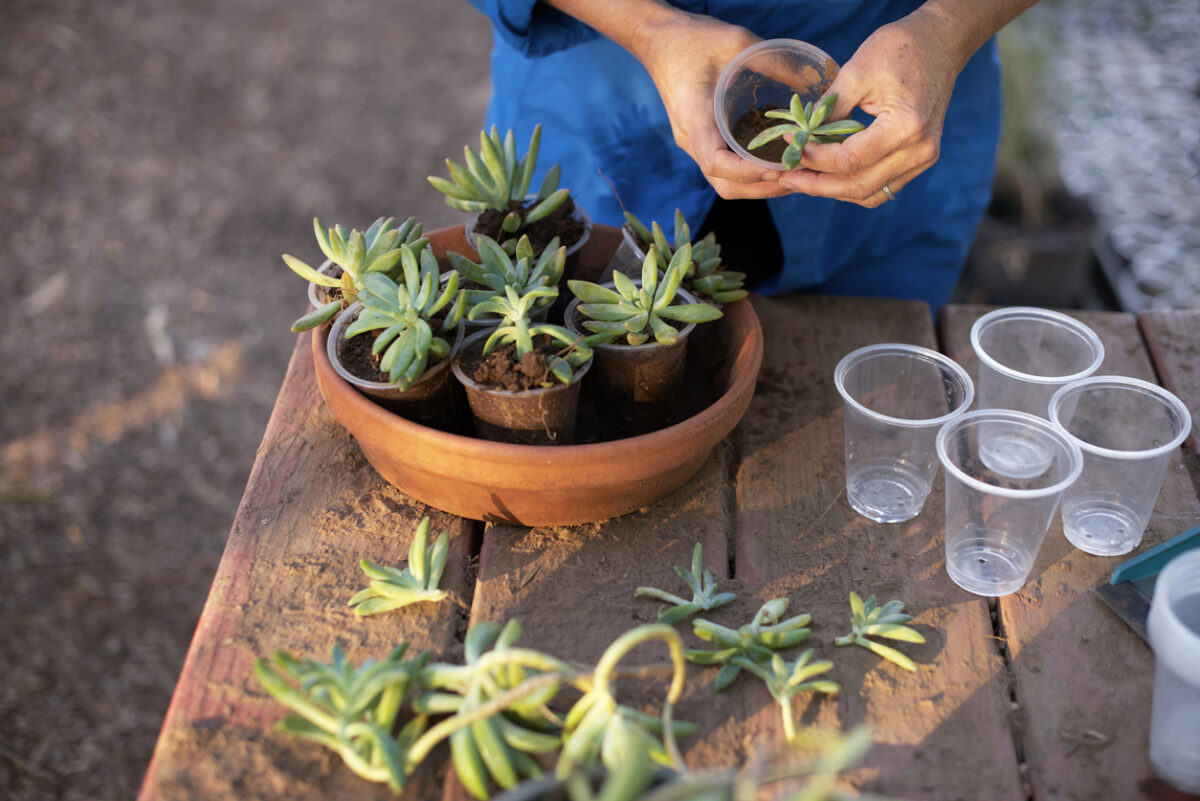 Plant propagation succulent pups