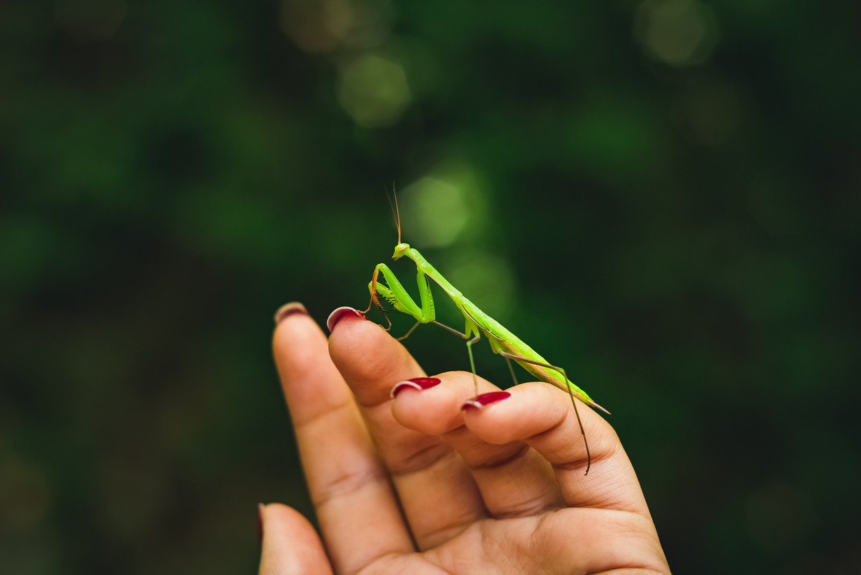 Praying mantis perched on a hand with painted nails