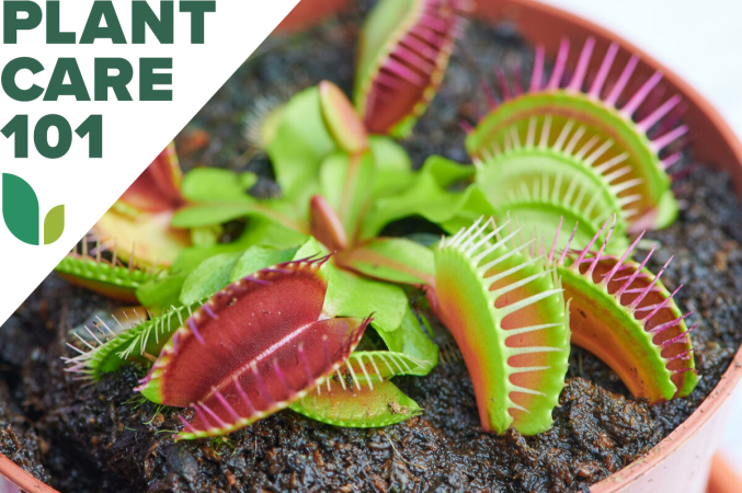 venus flytrap plant care 101 - how to grow venus flytrap indoors