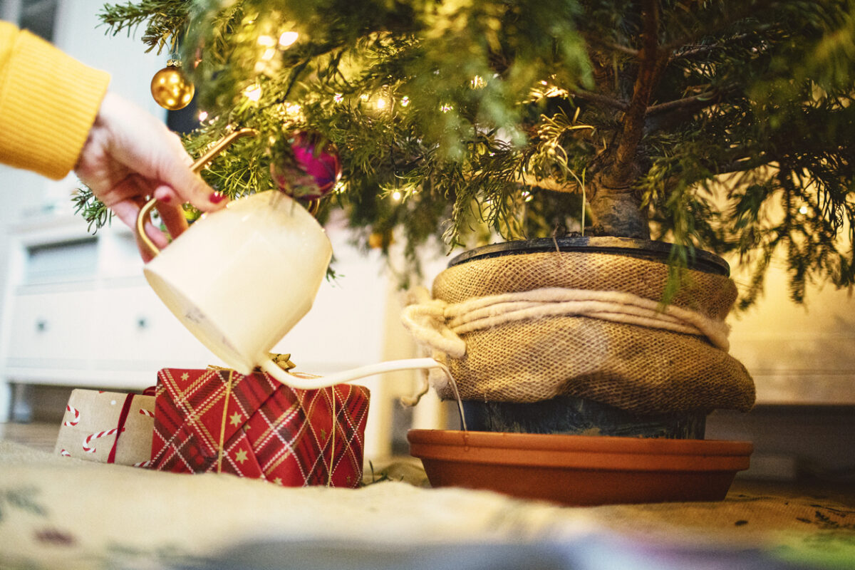 Living Christmas tree being watered indoors