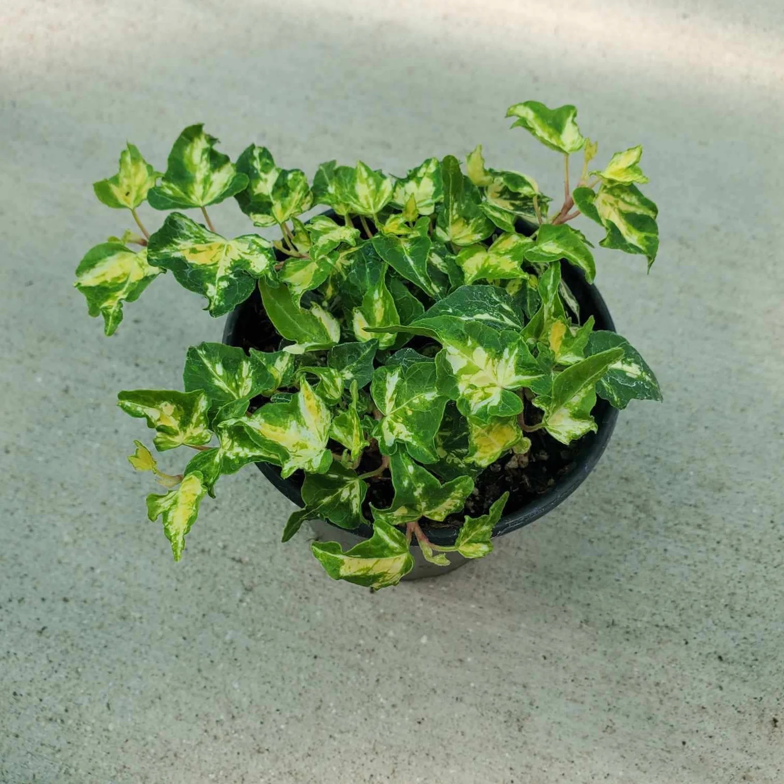 ivy plant care gold ingot