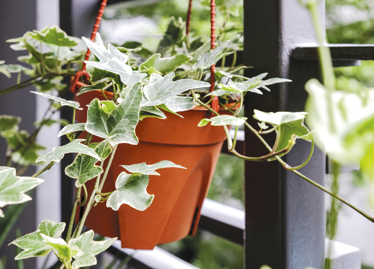 ivy plant care hanging ivy plant