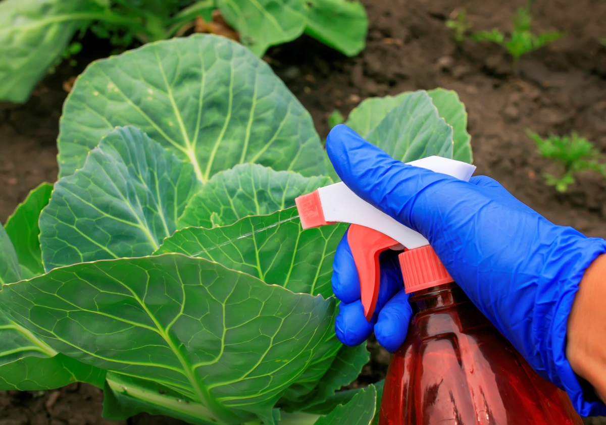 how to get rid of cabbage worms - spray cabbage