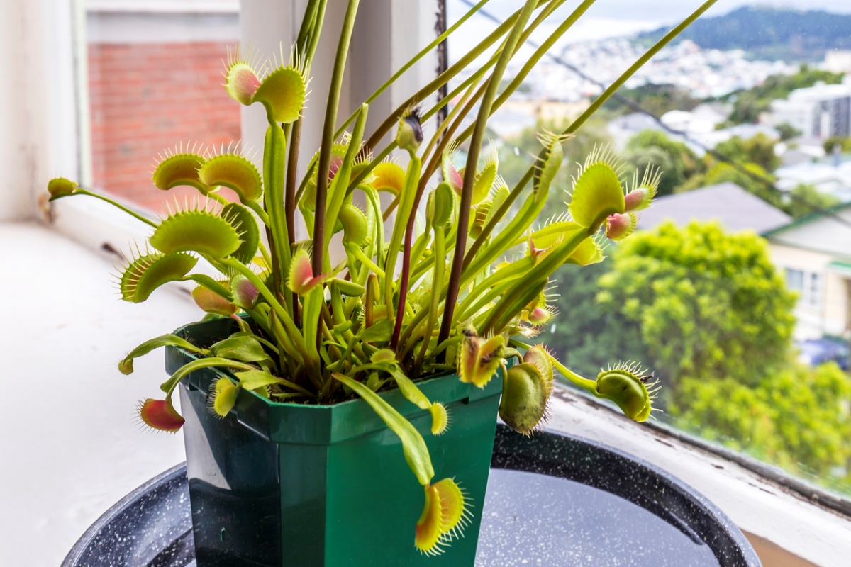 venus fly trap care venus flytrap on a windowsill