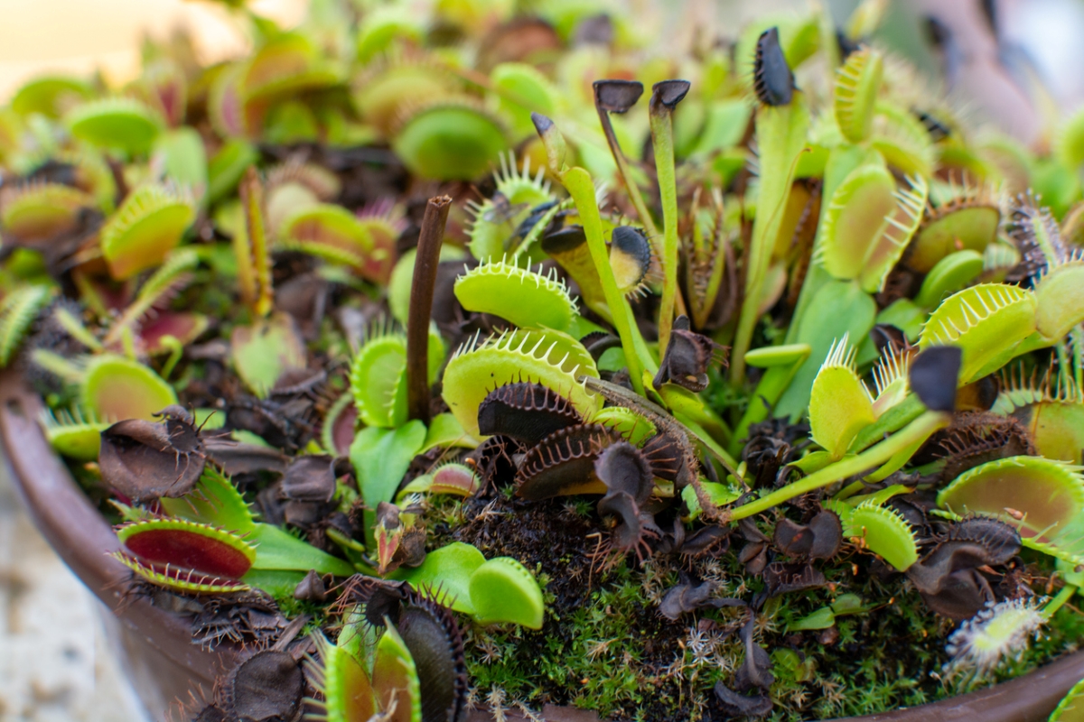 venus fly trap care black venus flytrap lobes