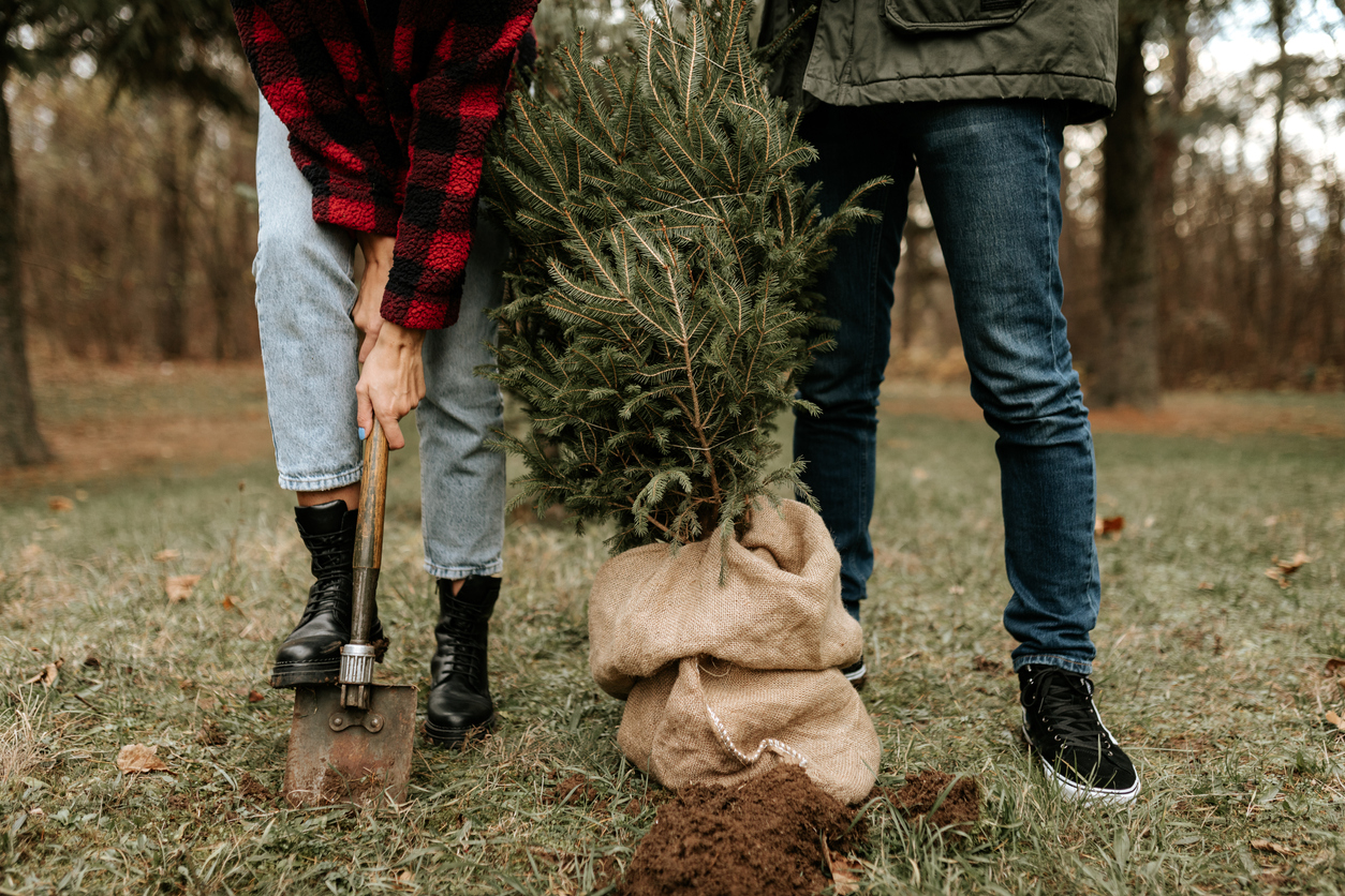 living christmas tree young couple planting christmas tree