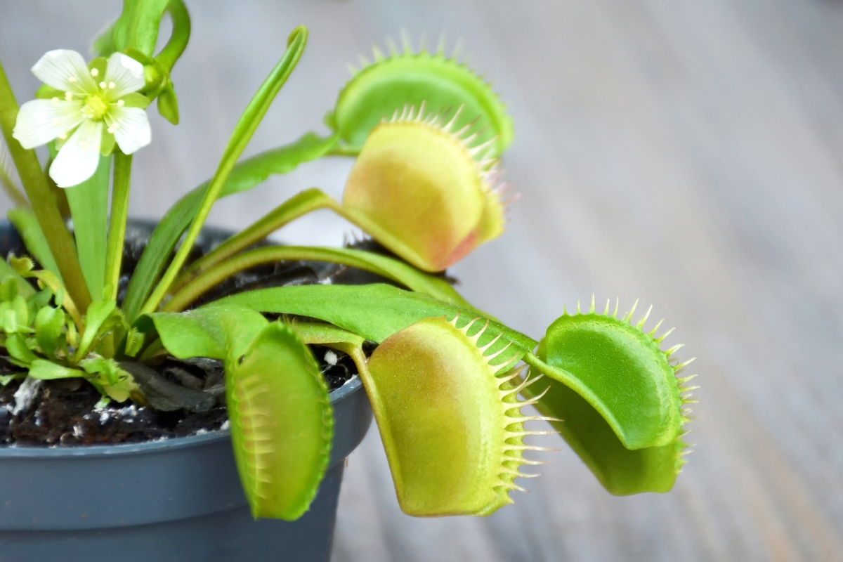 venus fly trap care venus flytrap plant and flower