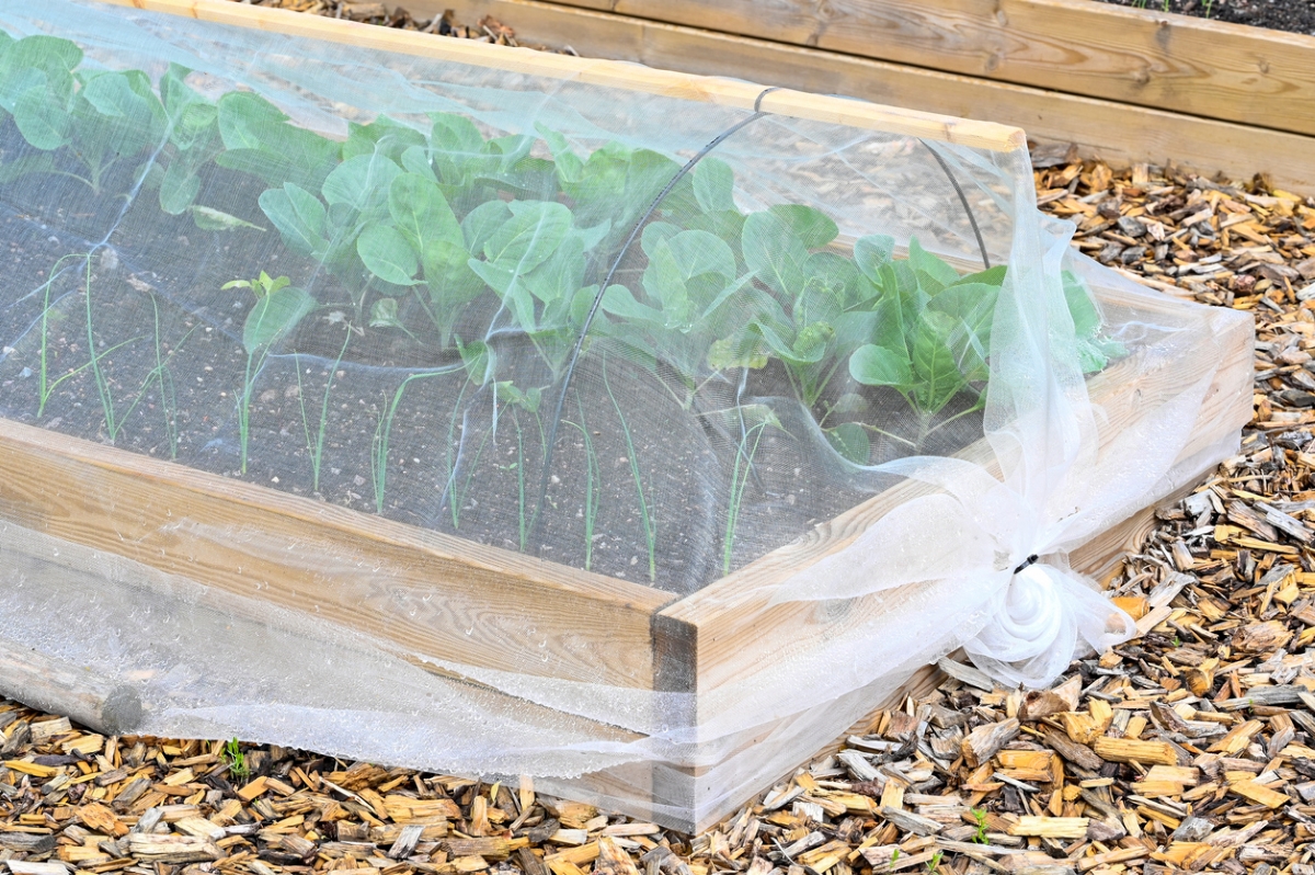 Raised bed cover over plants to keep grasshoppers out