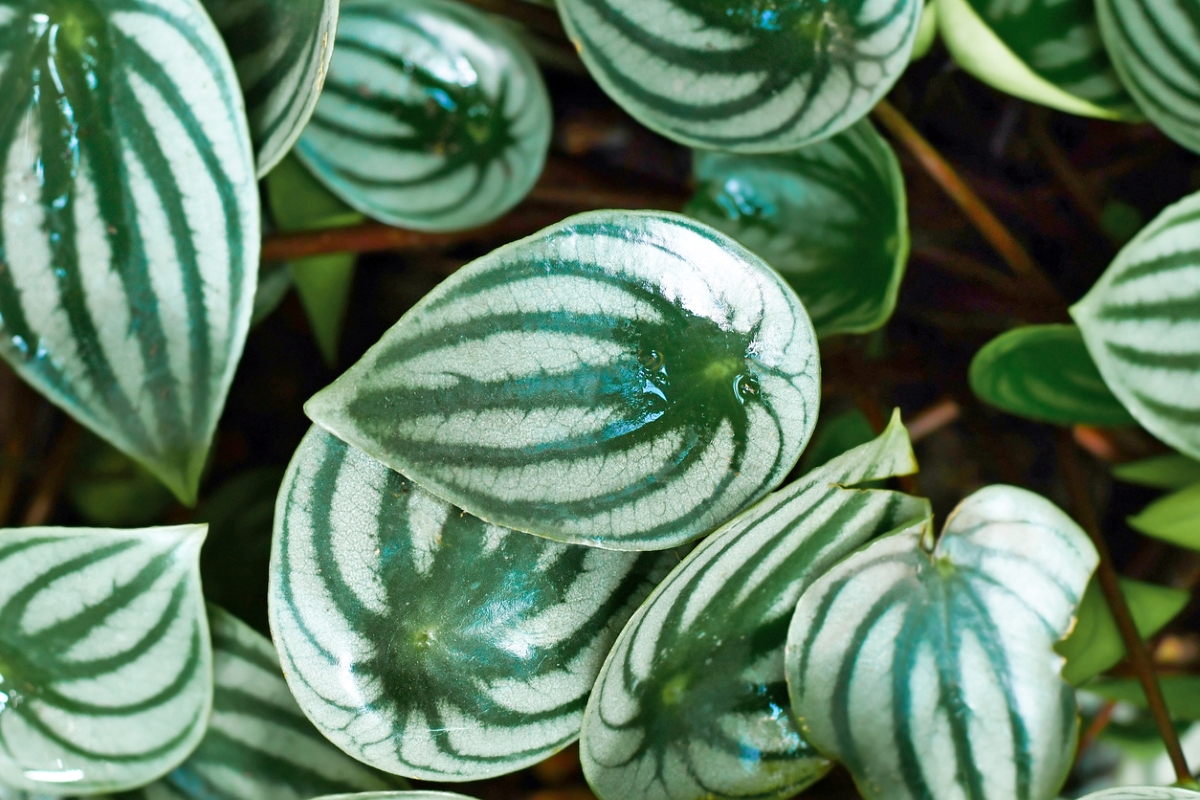 variegated plants - watermelon peperomia