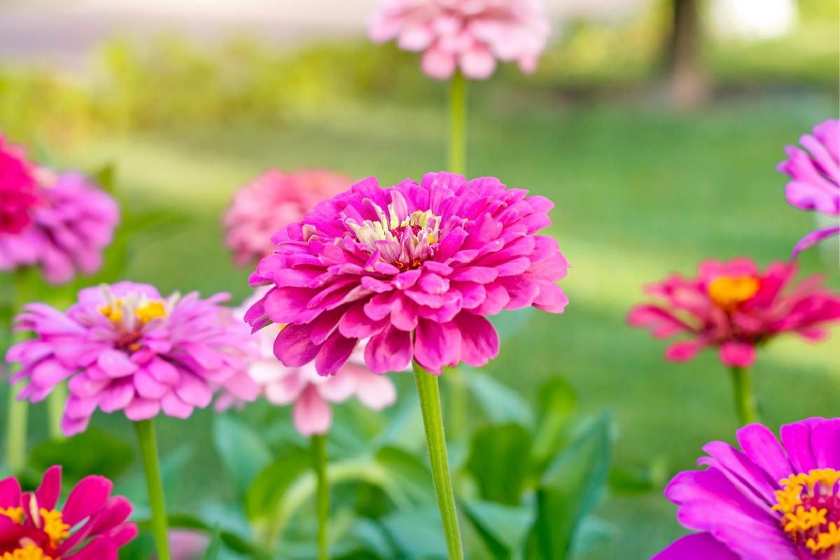 flowers that attract butterflies - zinnia