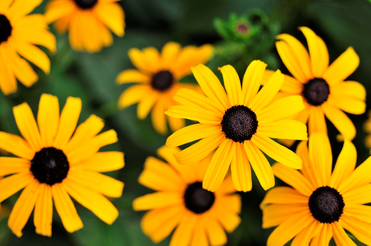 flowers that attract butterflies - black-eyed susan