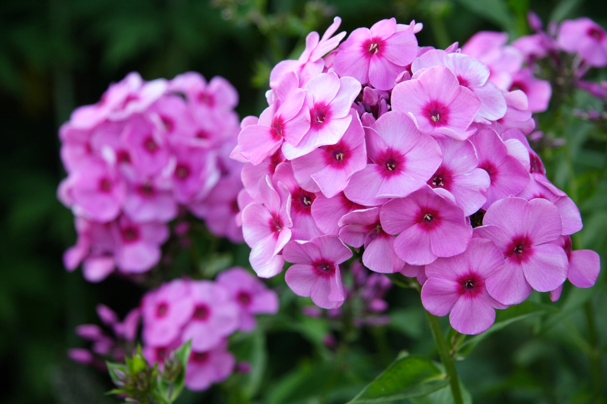 flowers that attract butterflies - phlox