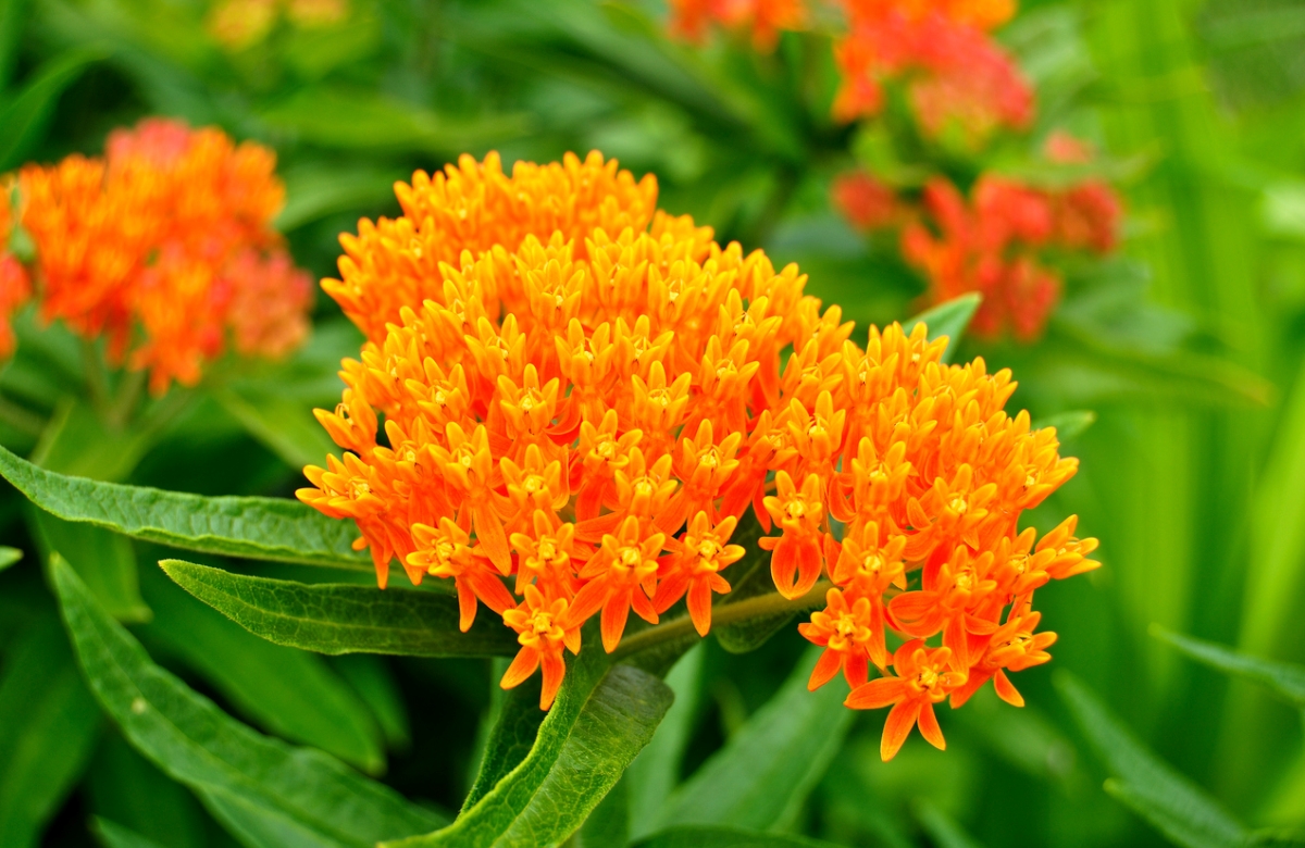 flowers that attract butterflies - milkweed