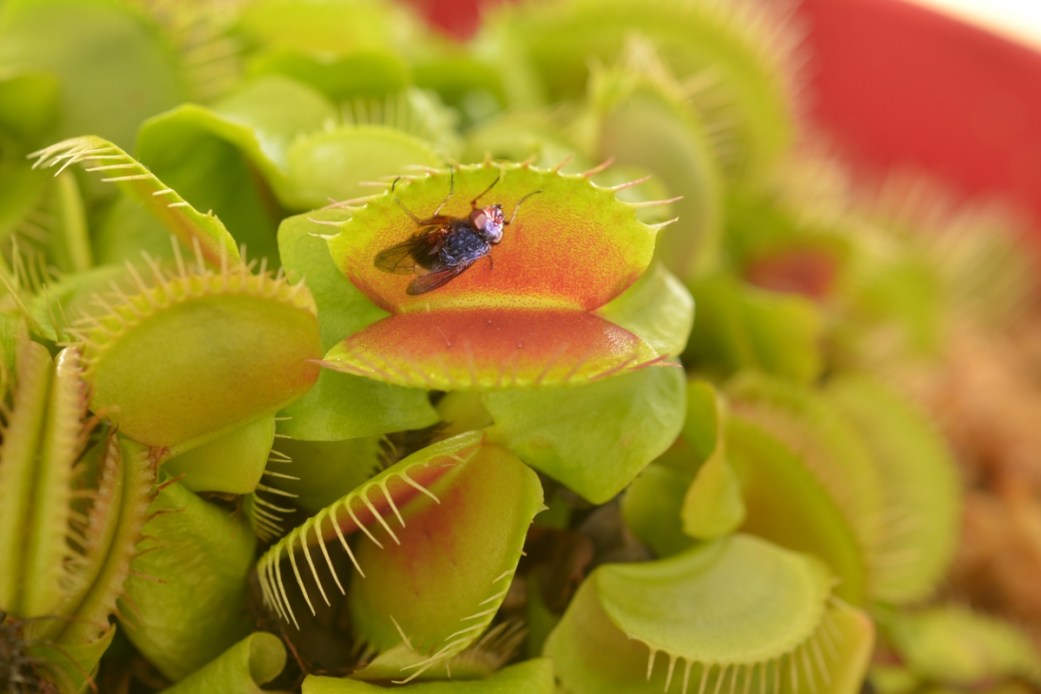 Venus Fly Trap Care 101: How to Grow This Carnivorous Houseplant - Bob Vila