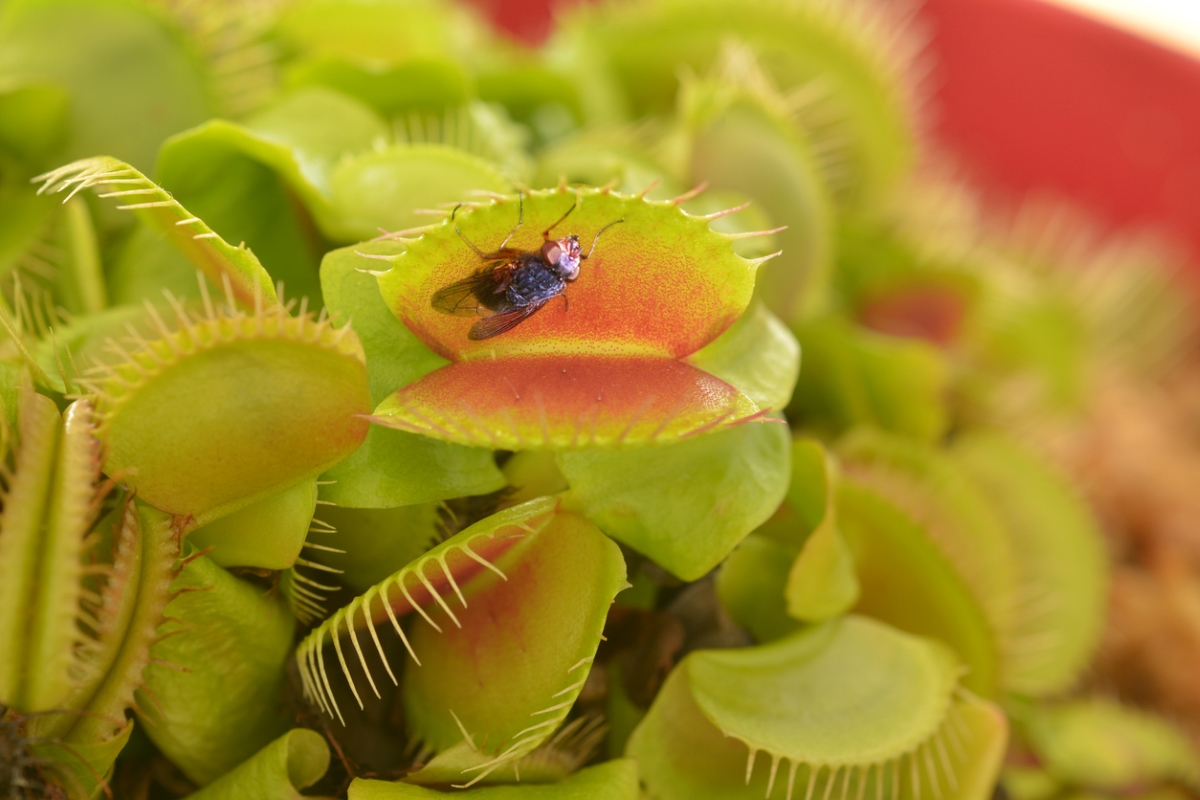 venus fly trap care fly in venus flytrap